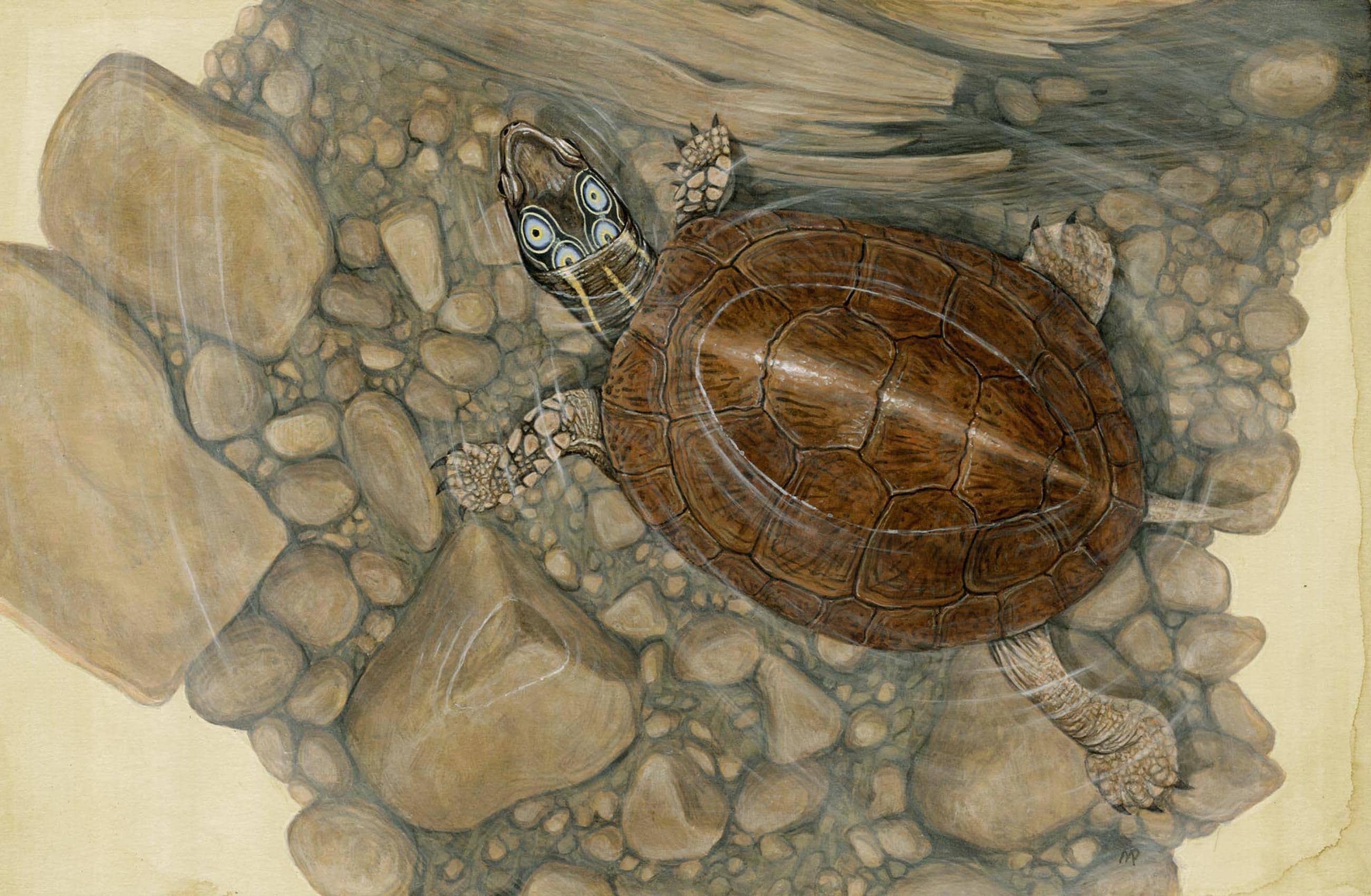 Черепаха в очках картинка. Черепаха Фернандина. Мэтт Паттерсон черепахи. Четырехглазая черепаха. Древние черепахи бакалемисы.