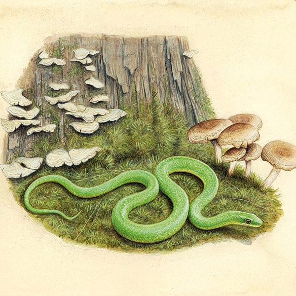 Smooth Green Snake - 8x10 inch print by Matt Patterson, snake print, natural history art