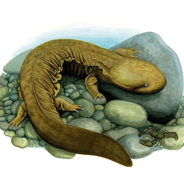 Hellbender - 8x10 inch print by Matt Patterson, hellbender print, natural history art