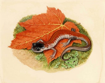 Yonahlossee Salamander - 8x10 inch print by Matt Patterson, salamander art