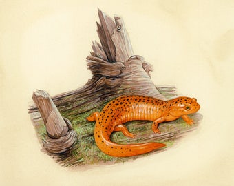 Northern Red Salamander - 8x10 inch print by Matt Patterson, salamander print, natural history art