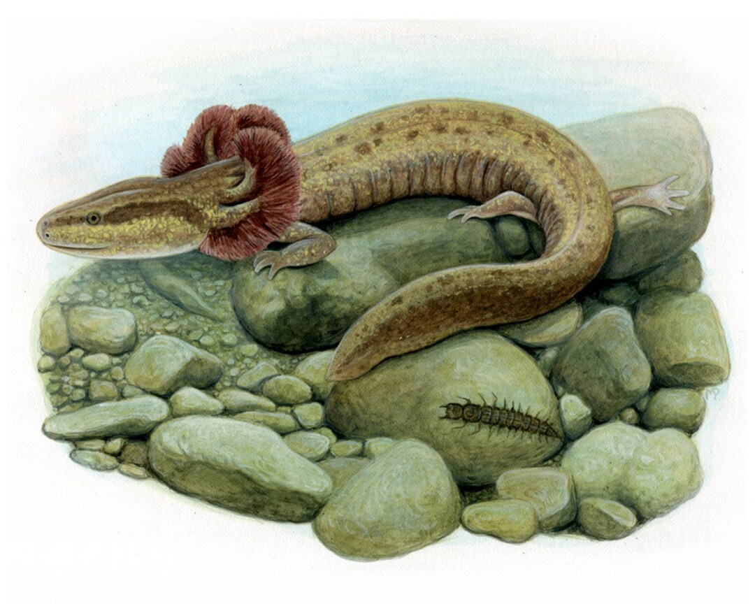 Mudpuppy 8 X 10 Inch Print by Matt Patterson - Etsy
