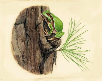 Pine Barrens Tree FRog - 8x10 inch print by Matt Patterson, frog print, natural history art