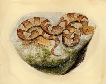 Northern Copperhead - Impression 20 x 10 pouces par Matt Patterson, imprimé serpent