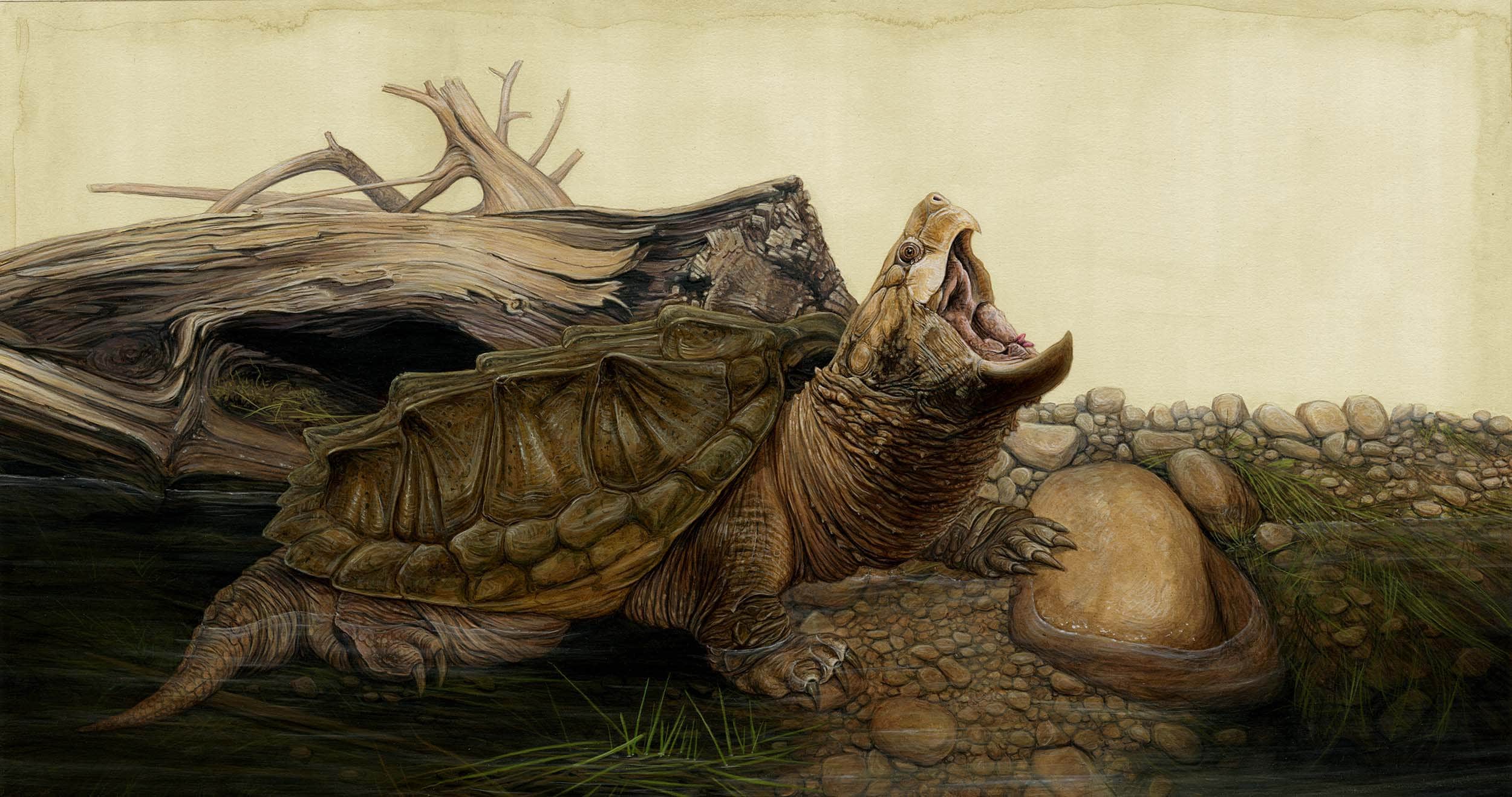 Alligator Snapping Turtle 18.5 X 9.75 Inch Print by Matt - Etsy