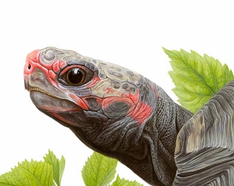 Red-footed Tortoise - 10x10 inch print by Matt Patterson