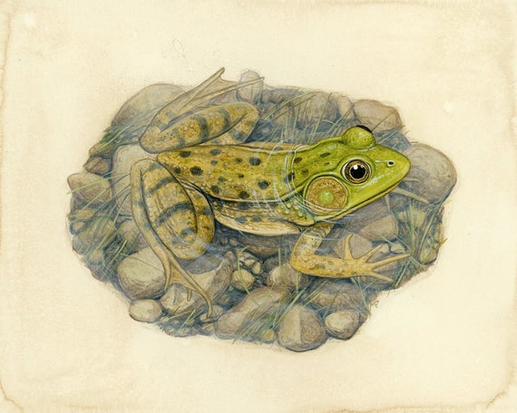 Green Frog 8x10 Inch Print by Matt Patterson Frog Art | Etsy