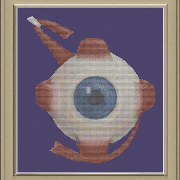 Human eye anatomy: cross-stitch pattern