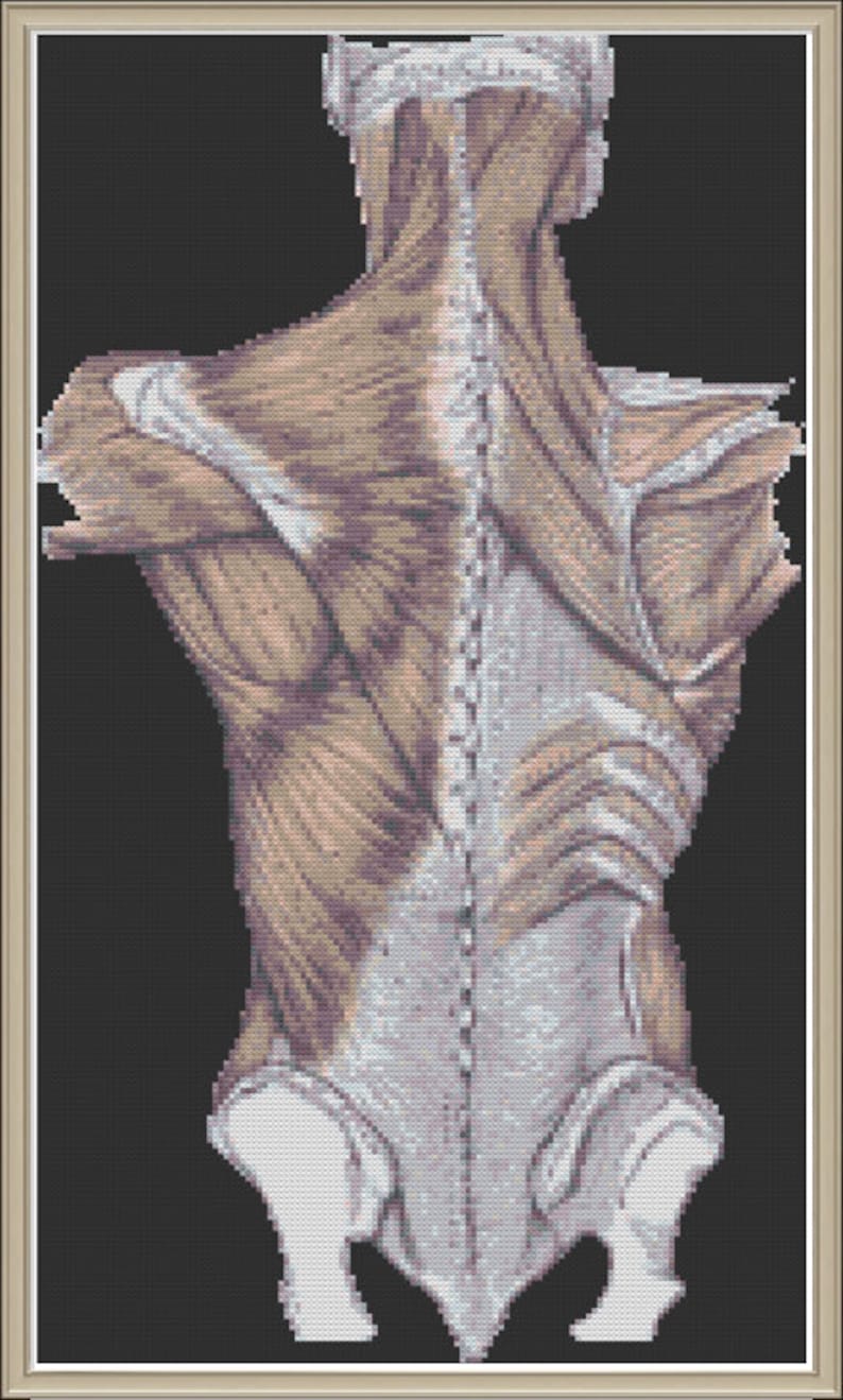 Human Back Anatomy: Nerdy Cross-stitch Pattern - Etsy