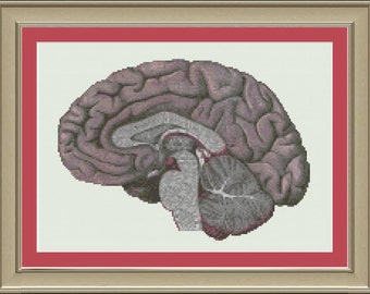 Human brain cross-section: cool anatomy cross-stitch pattern