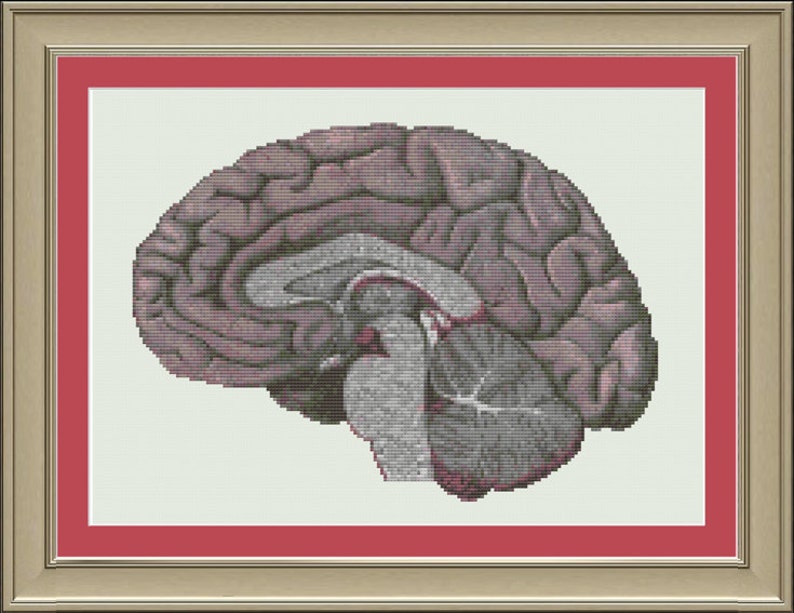 Human brain cross-section: cool anatomy cross-stitch pattern image 1