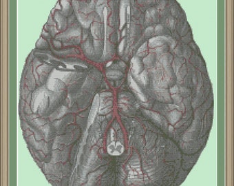 Arteries of the brain: cross-stitch pattern