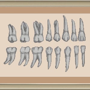 Teeth anatomy: cross-stitch pattern