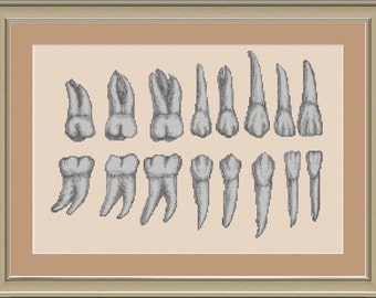 Teeth anatomy: cross-stitch pattern