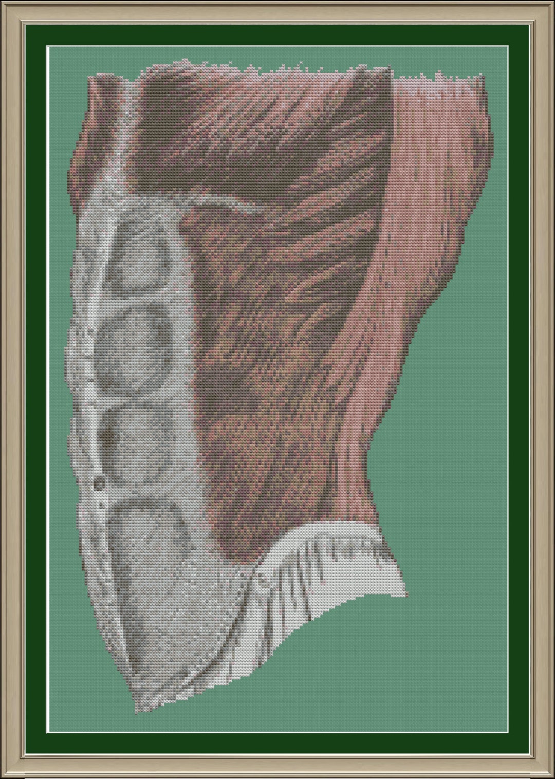 Human Abdominal Muscles: Cool Anatomy Cross-stitch Pattern - Etsy