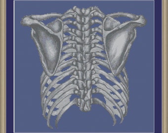 Human thorax: anatomy cross-stitch pattern