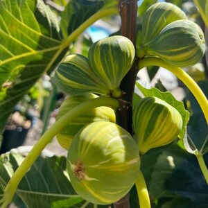 Panache Tiger Striped Fig Sapling - Grafted Bare Root - Unique Striped Skin and Raspberry Center