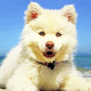 May include: A white puppy with blue eyes and a pink nose is lying on a sandy beach with a blue sky background. The puppy has fluffy fur and is wearing a black collar. The puppy's mouth is open, and it appears to be smiling.