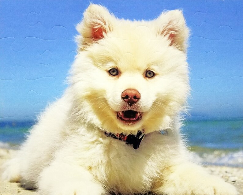 May include: A white puppy with blue eyes and a pink nose is lying on a sandy beach with a blue sky background. The puppy has fluffy fur and is wearing a black collar. The puppy's mouth is open, and it appears to be smiling.