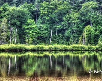 Summer trees with water reflection on Canadian pond photography fine art print