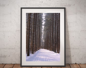 Landscape tree photography print, tall trees art print,  ski photography print, Hiawatha print