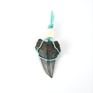 Snaggle Shark Tooth Pendant Necklace