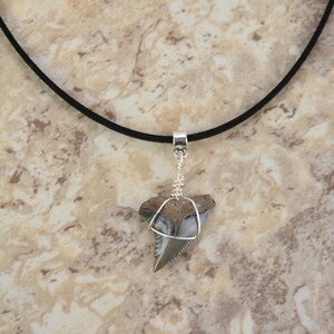 Snaggle Shark Tooth Choker Necklace