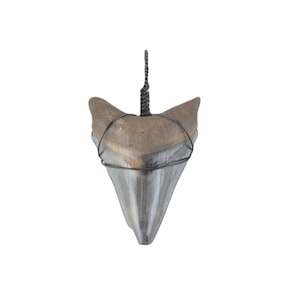 Megalodon Shark Tooth Pendant Necklace