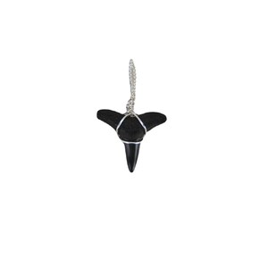 Fossilized Shark Tooth Necklace