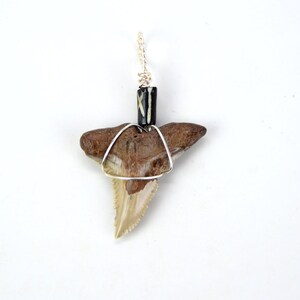 Snaggle Shark Tooth Pendant Necklace