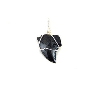 Snaggle Shark Tooth Pendant Necklace