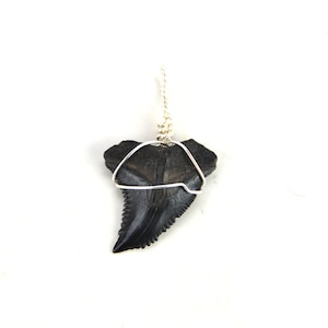 Snaggle Shark Tooth Pendant Necklace