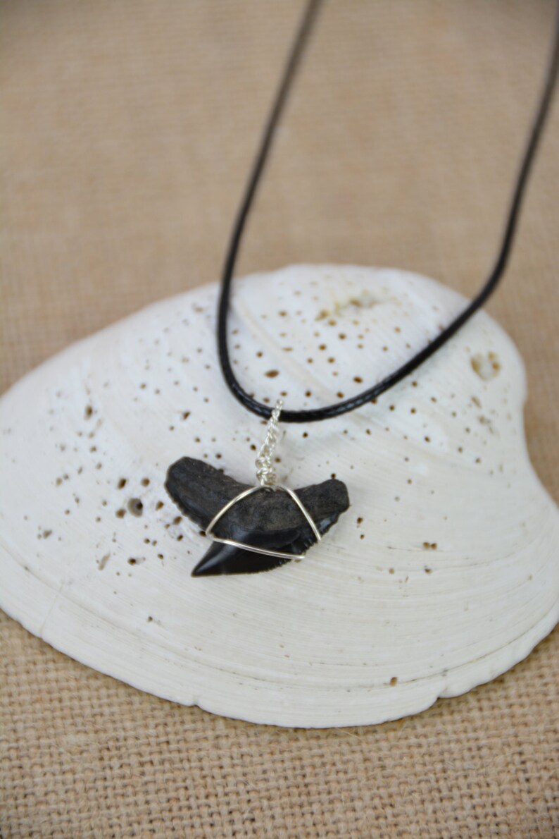 Fossilized Shark Tooth Necklace | Etsy