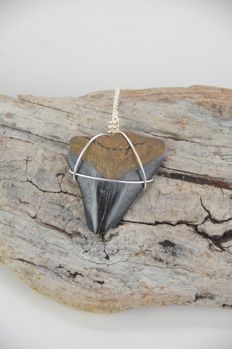 Megalodon Shark Tooth Pendant Necklace