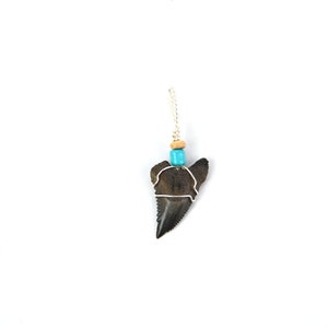 Snaggle Shark Tooth Pendant Necklace
