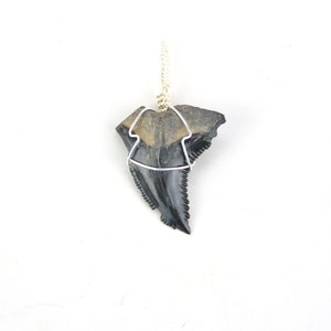 Snaggle Shark Tooth Pendant Necklace