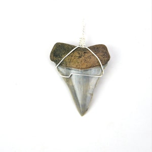 Mako Shark Tooth Pendant Necklace