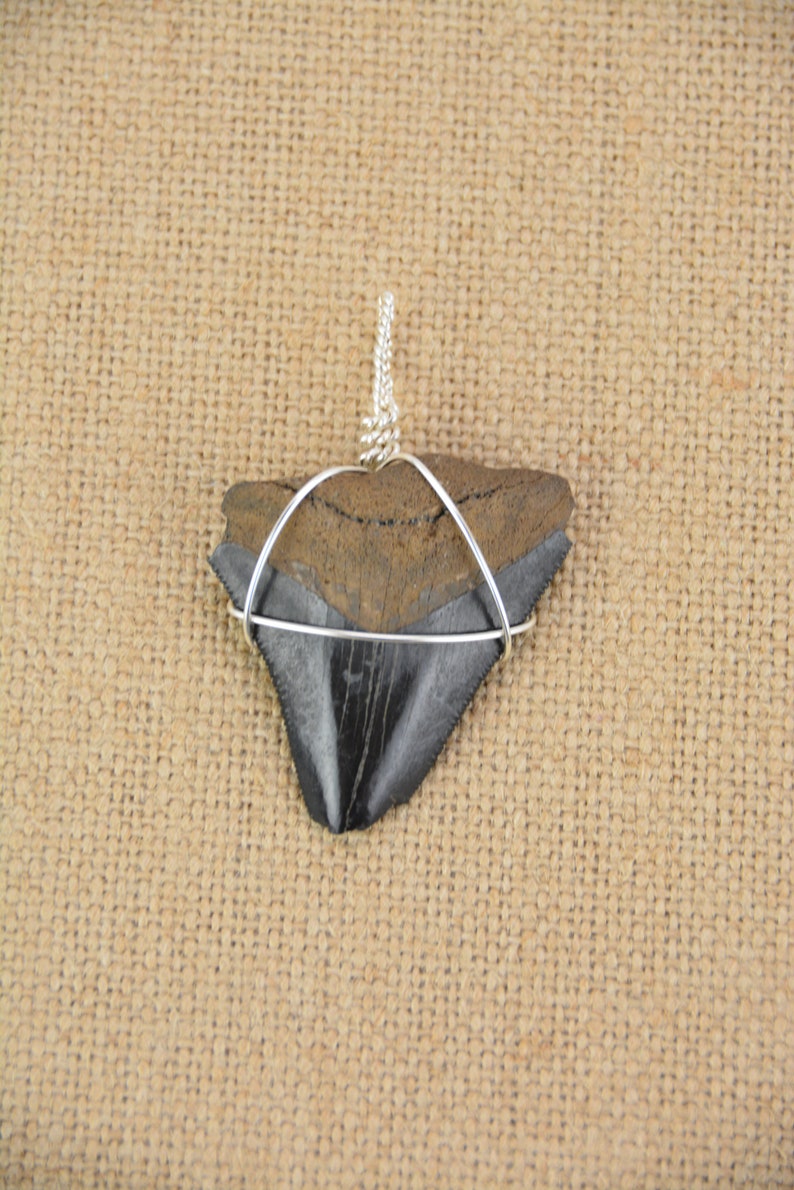 Megalodon Shark Tooth Pendant Necklace