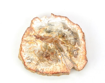 May include: A close-up of a fossilized tree slice with a brown, white, and gray color pattern. The slice is smooth and polished.