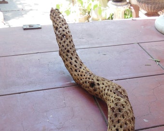 Vintage 35in Dried Cholla Cactus Branch
