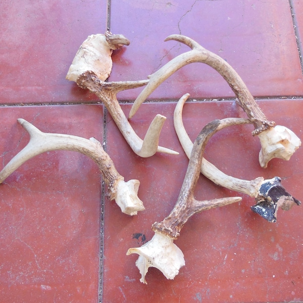 Taxidermy Hooks Etsy