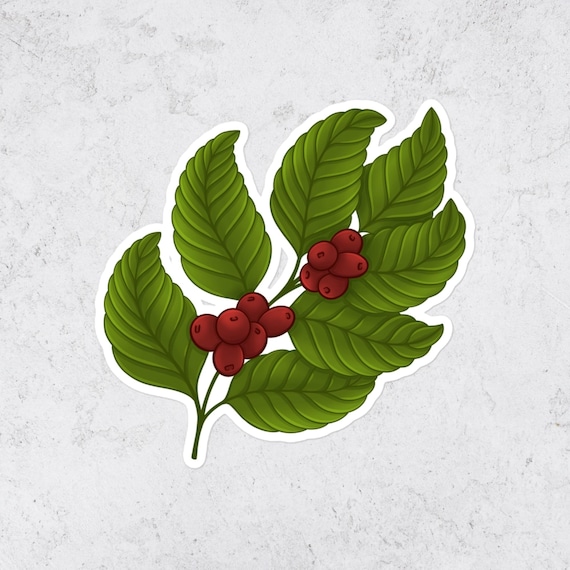 Coffee Plant Vinyl Sticker Botanical Coffee Lover Decal Gift for Barista