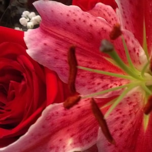 Roses & Lilies - Instant Downloadable Photograph, Art Print, Wall Art, Download Floral Photo, Home, Living Room or Office Décor