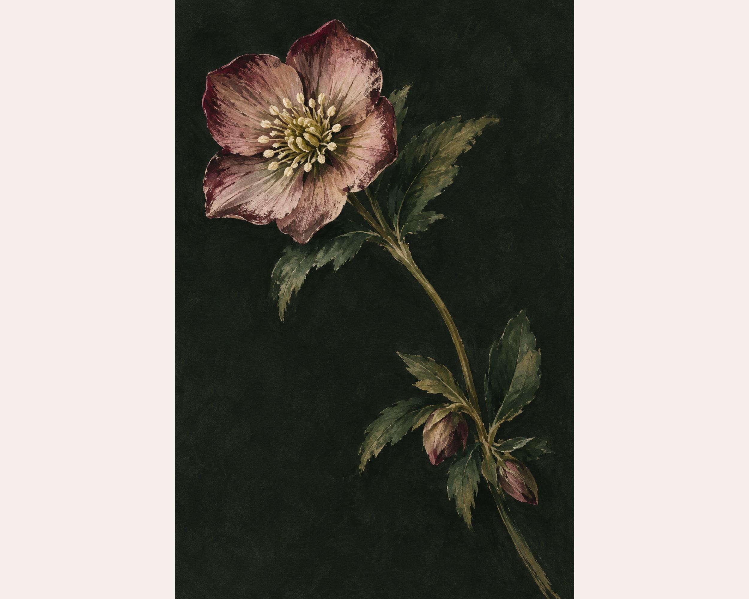 Hellebore Dusk photo 4