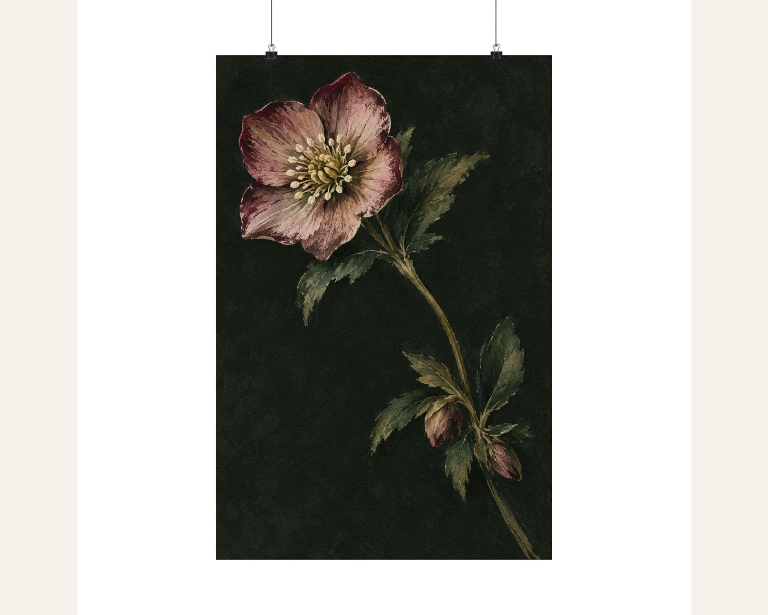 Hellebore Dusk photo 3