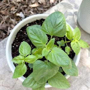 May include: A small green plant with textured, oval-shaped leaves growing in a round white ceramic pot filled with dark potting soil. The plant features multiple stems with vibrant green foliage, showing a mix of larger and smaller leaves.
