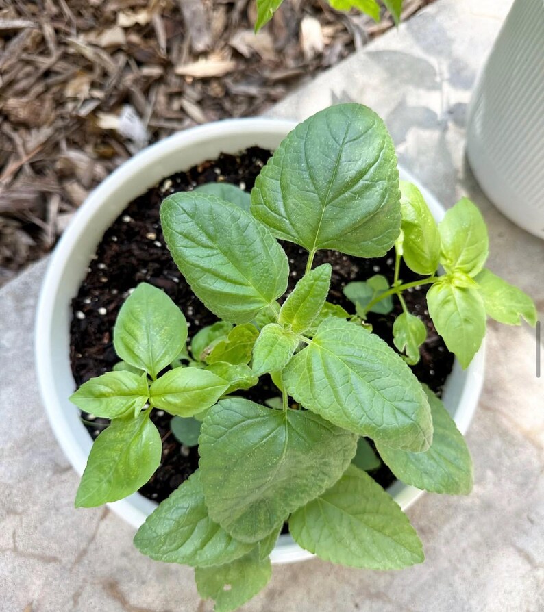 May include: A small green plant with textured, oval-shaped leaves growing in a round white ceramic pot filled with dark potting soil. The plant features multiple stems with vibrant green foliage, showing a mix of larger and smaller leaves.
