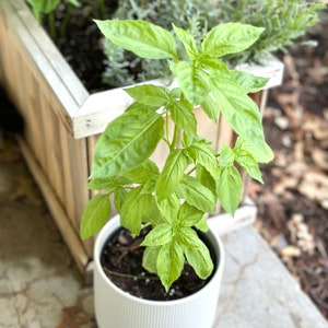 May include: A vibrant green basil plant with broad, pointed leaves growing in a white, cylindrical ceramic pot featuring a subtle vertical ribbed texture. The plant is positioned upright with multiple stems and lush foliage filling the container.