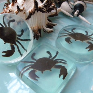 May include: Three clear resin paperweights, each containing a silhouette of a crab. The crabs are dark brown and appear to be pressed into the resin. The paperweights are on a light blue surface.
