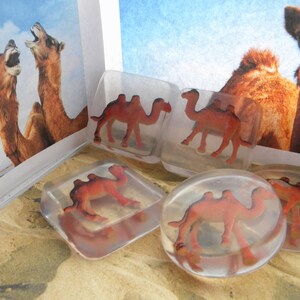 Camel soap / Camel party favors